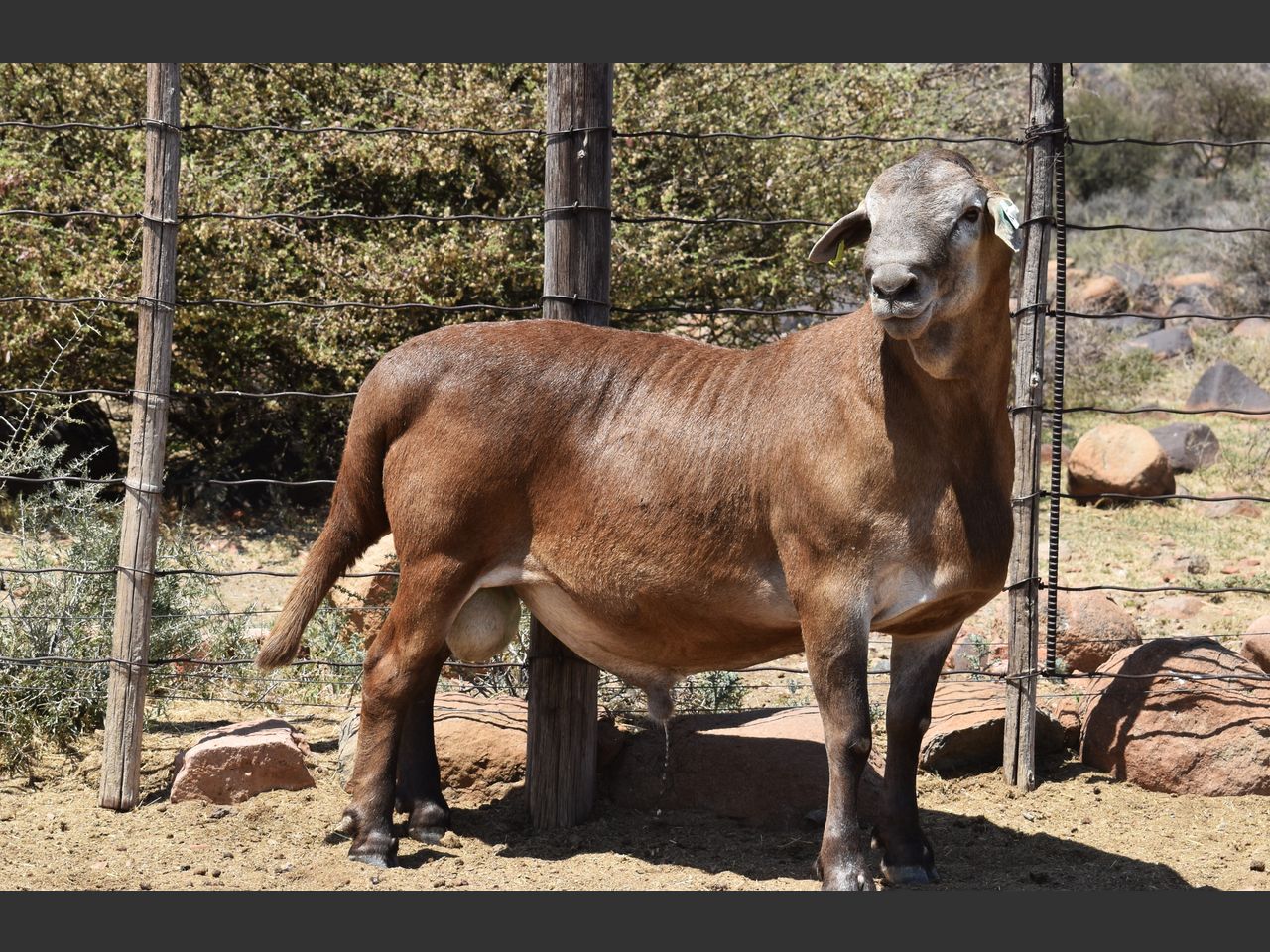Lot 12 | KALAHARI KAROO MEATMASTER 35STE PRODUKSIEVEILING | SwiftVEE ...