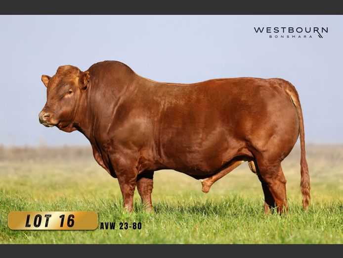 AVW 230080 | WESTBOURN BONSMARAS