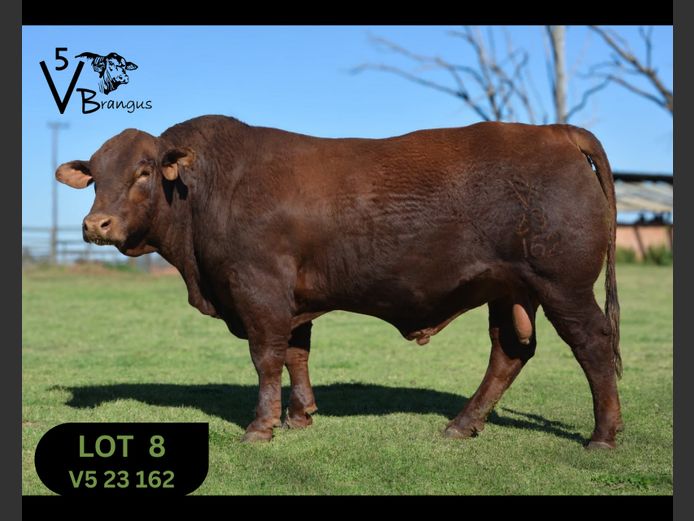 V523162 | NAUDE F