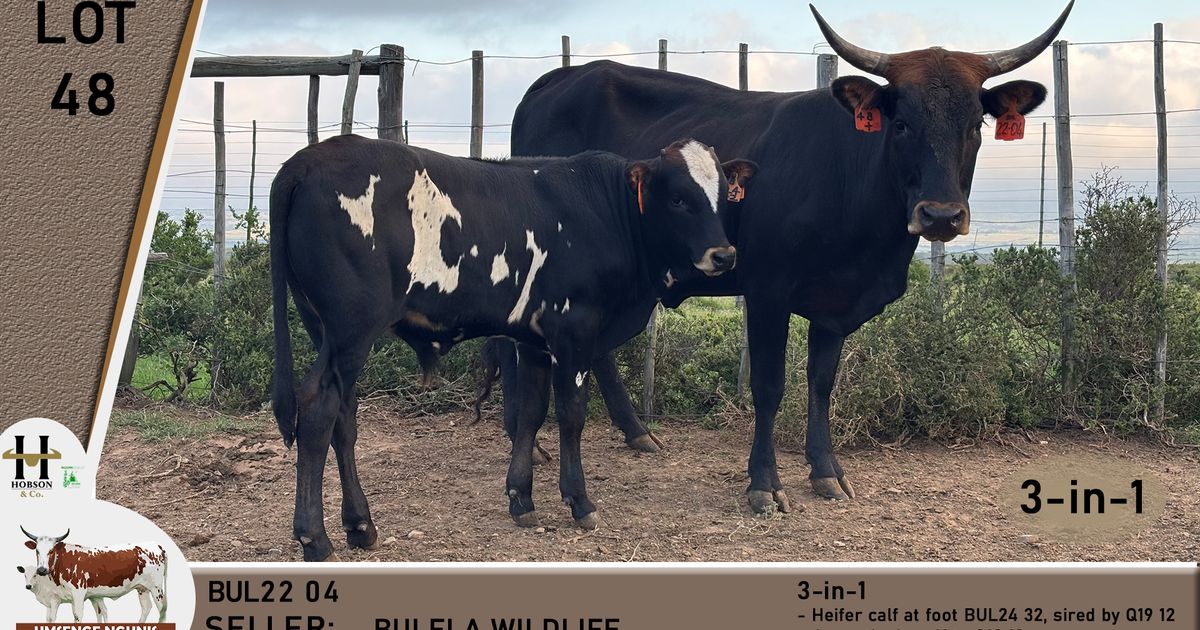 Lot 48 | UMSENGE NGUNI'S 25TH BULL & PRODUCTION SALE | SwiftVEE | South ...