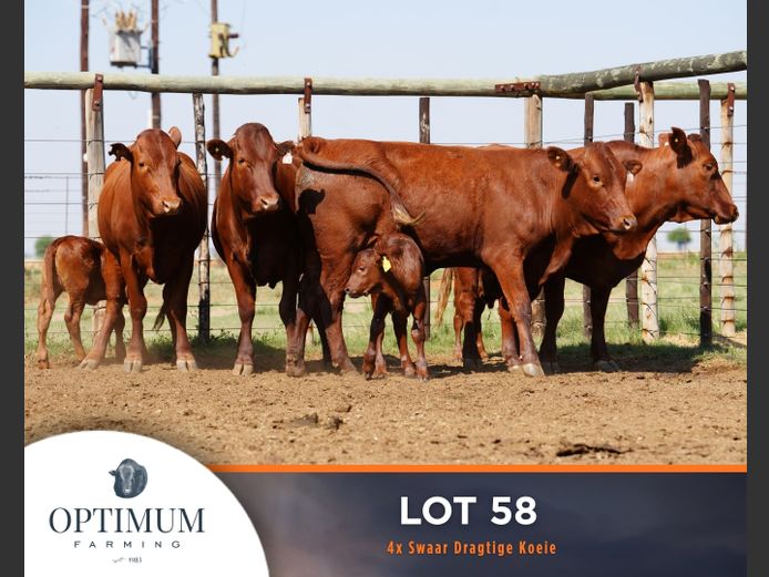 Commercial Animals | OPTIMUM FARMING M WIPPLINGER