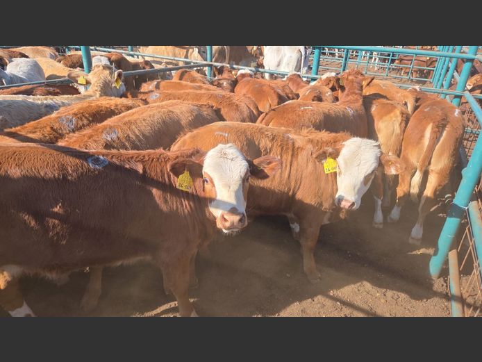 AGRA GOBABIS WEANER AUCTION