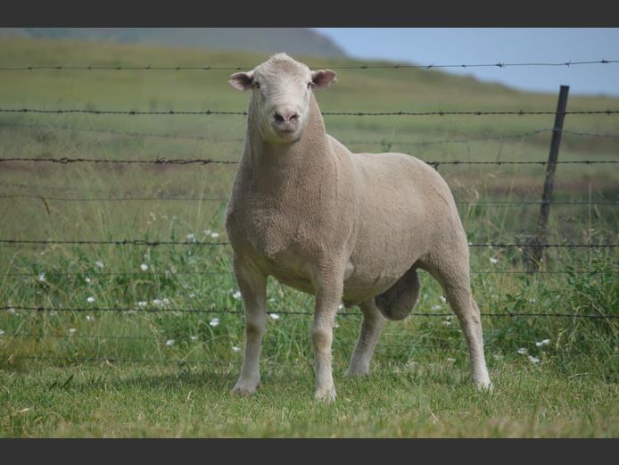 T 240459 | TWEE BROERS DORMER STOET