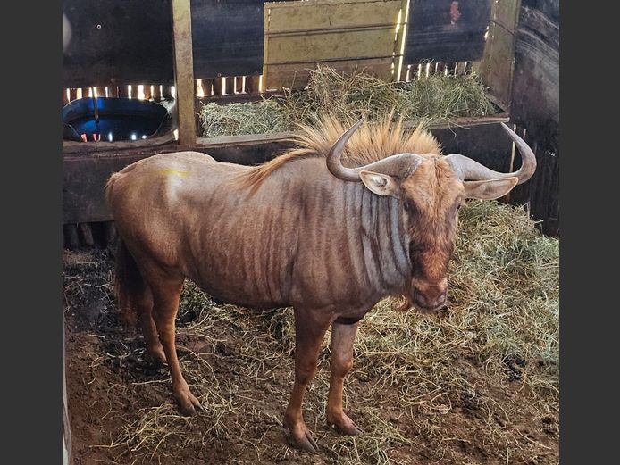 GOLDEN GNU 30 5/8” | DIPOHFU