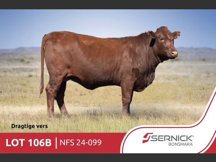 NFS 240099 | SERNICK BONSMARA STOET