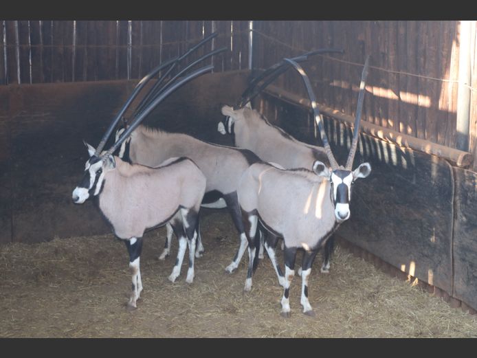 Gemsbokke