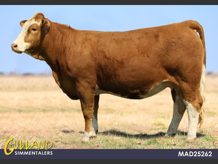 MAD24262 | Martiens de Jager