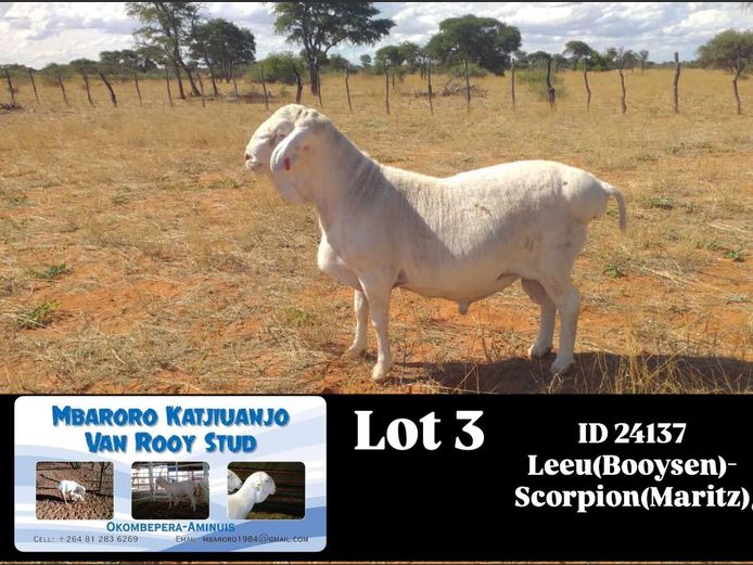 24137 | MBARORO KATJIUANJO VAN ROOY STUD