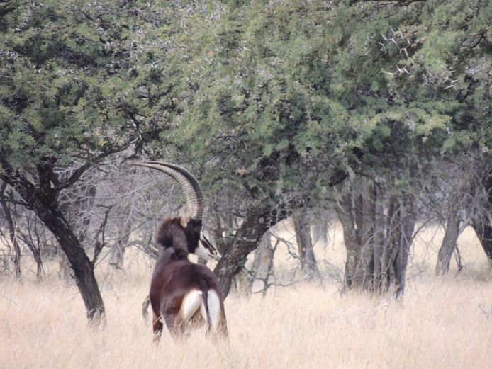 SABLE BULLE