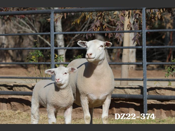 DZ 220374 | 2 STEYNS BOERDERY