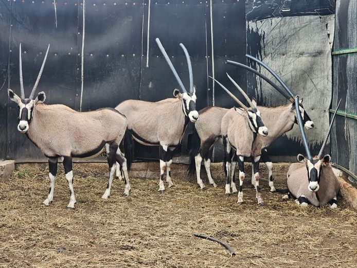 GEMSBOK | WATERBERG AVIATION