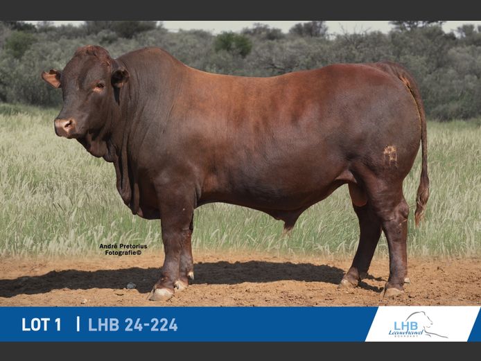 LHB240224 | LEEUHEUWEL BOERDERY (EDMS) BPK