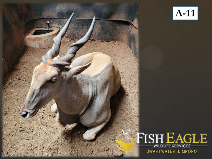 ELAND