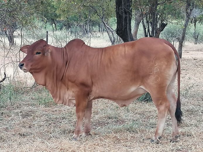 Commercial Animals | ZEBU BORANE