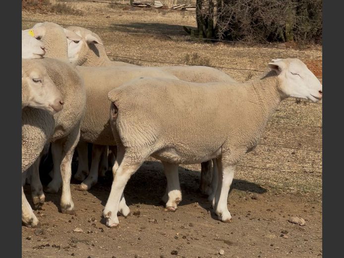 Commercial Animals | HEYMAN DORMERS