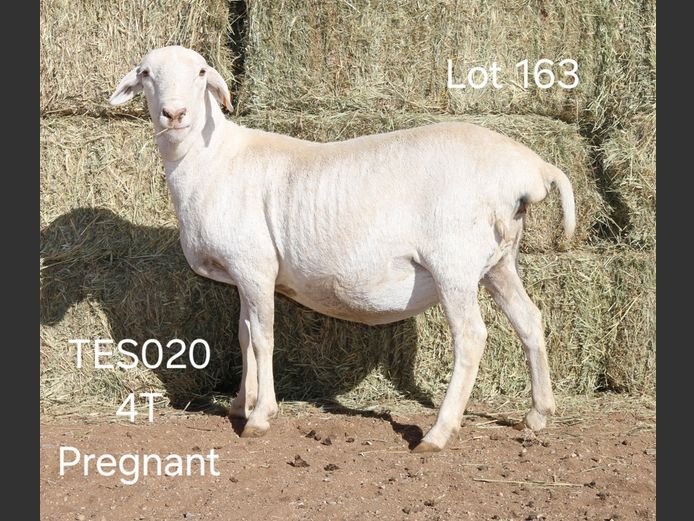 TES020 | I SPANGENBERG