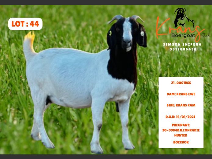 21-0001RSS | MR SHIPENA