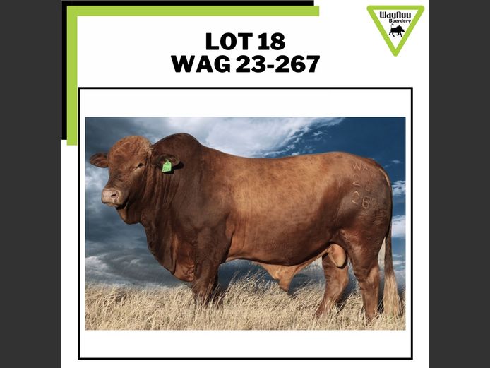 WAG 230267 | WAGNOU BOERDERY