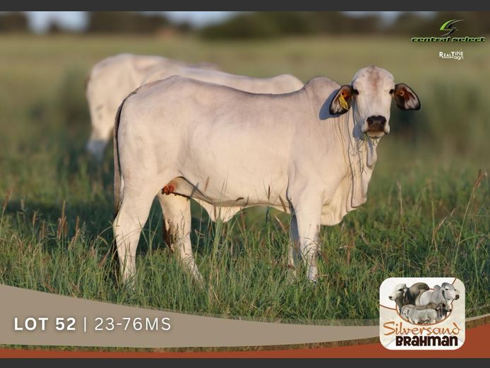 23-0076MS | SILVERSAND BRAHMAN