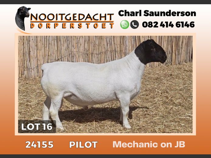 24155 | NOOITGEDACHT  DORPERS