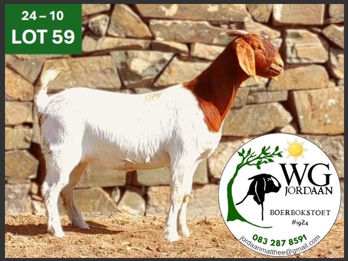 240010 | WG JORDAAN BOERBOKSTOET