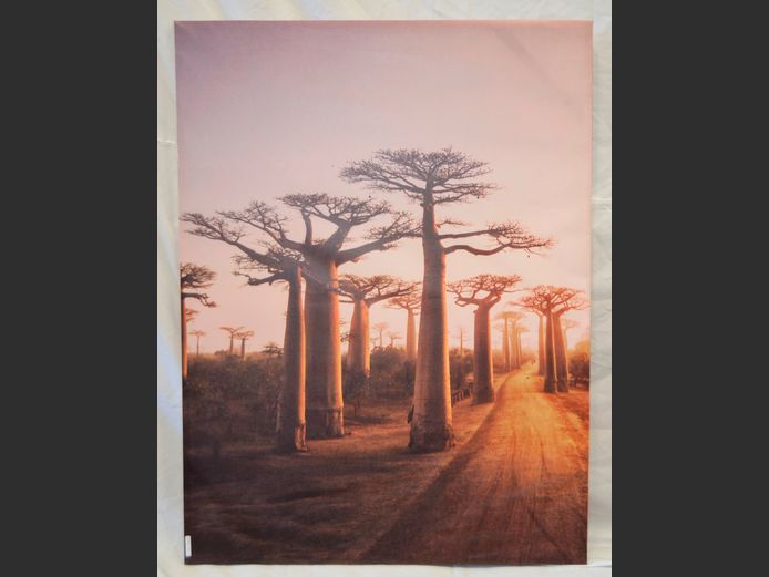 LARGE UNFRAMED PHOTOGRAPHIC PRINT "BAOBABS", 120 x 90cm