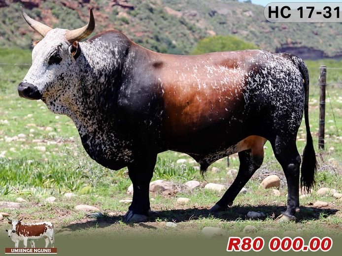 Umsenge Nguni Bulls