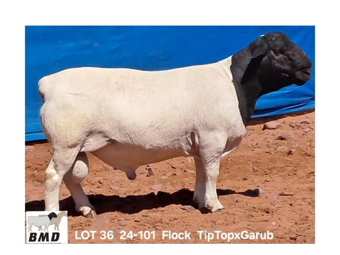 24-101 | BROER MARITZ DORPERS