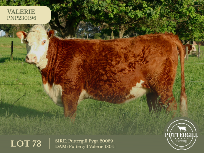 PNP230196 P