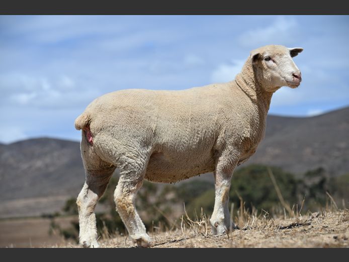 VS 250253 | VREDESIG FORBES