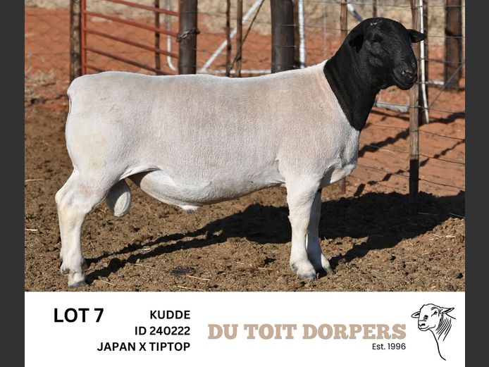 240222 | DU TOIT DORPERS