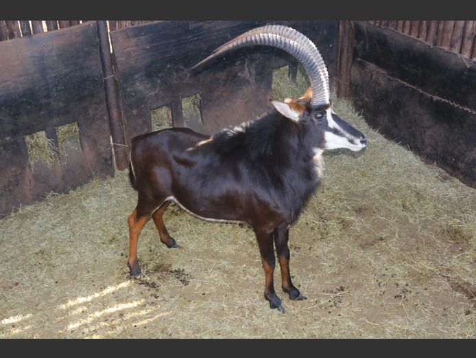 Sable