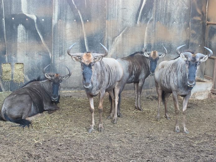 BLOUWILDEBEES | REA LORA