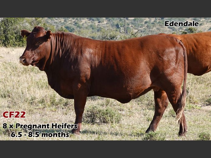 Commercial Females | Edendale