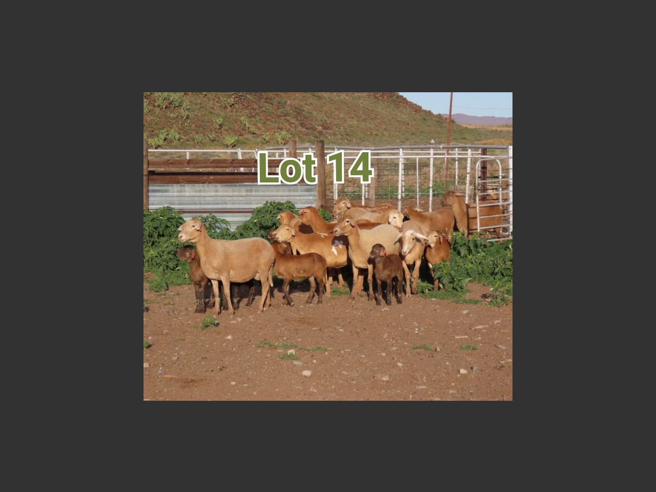 images