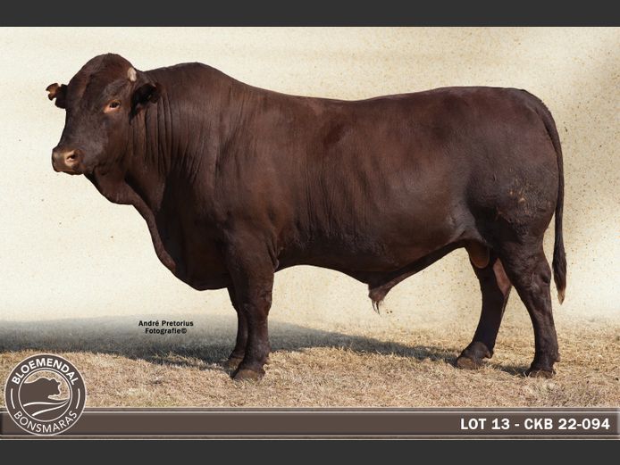 CKB220094