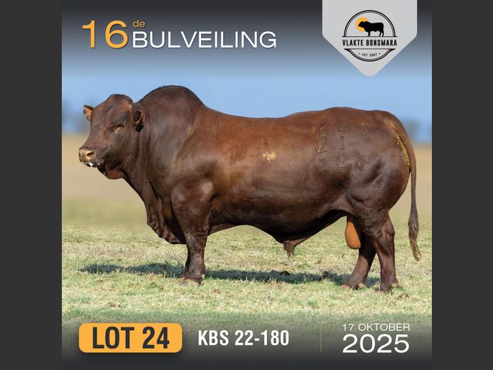 KBS 210186 | KAMEELDORING BONSMARA