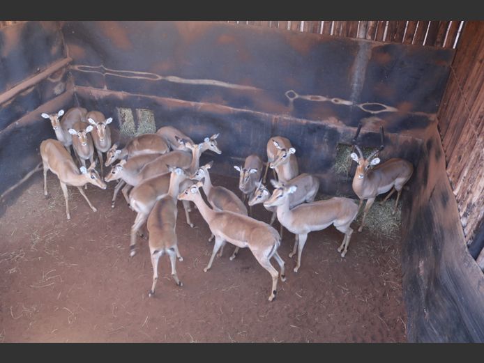 Rooibokke