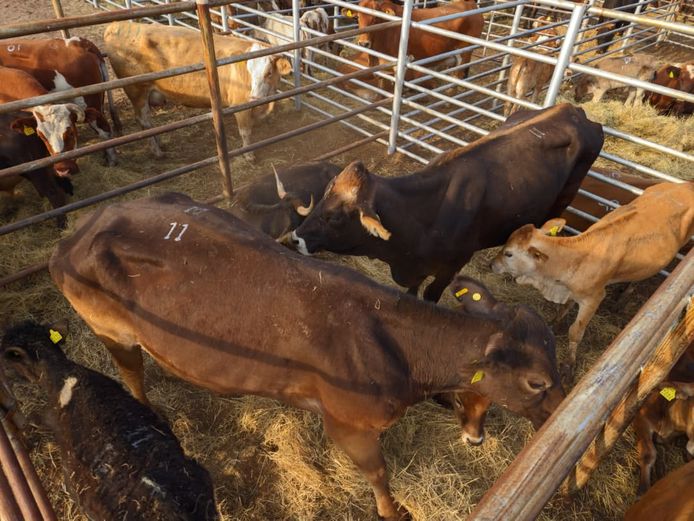 VAN NIEKERK PJ | DAIRY CATTLE 