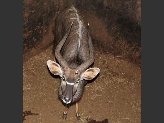 NYALA