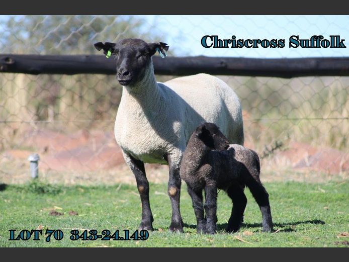 343 240149 | CHRISCROSS SUFFOLKS