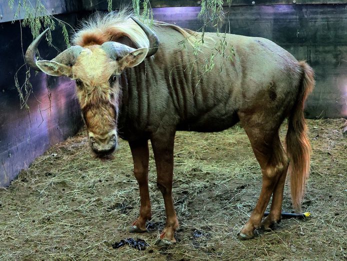 GOUE WILDEBEES | EZELSFONTEIN TRUST