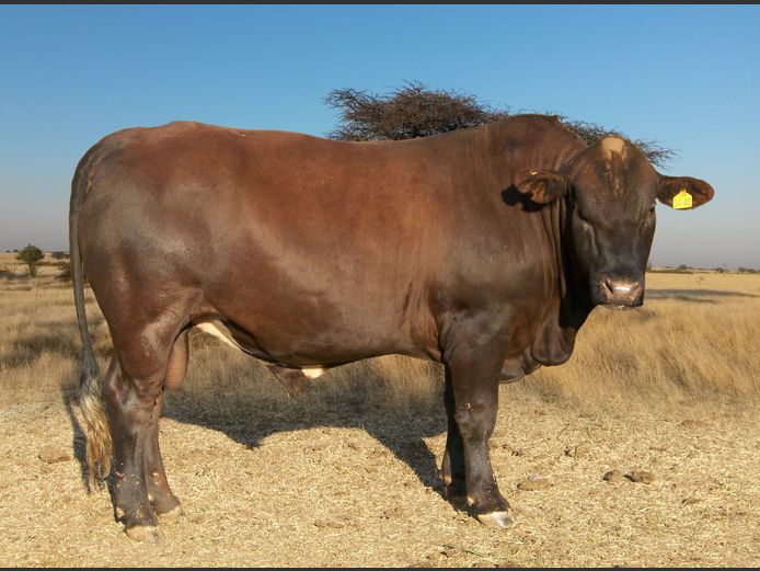 Commercial Animals 