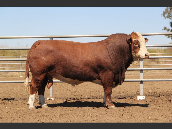 E2386 | EE SCHULENBURG