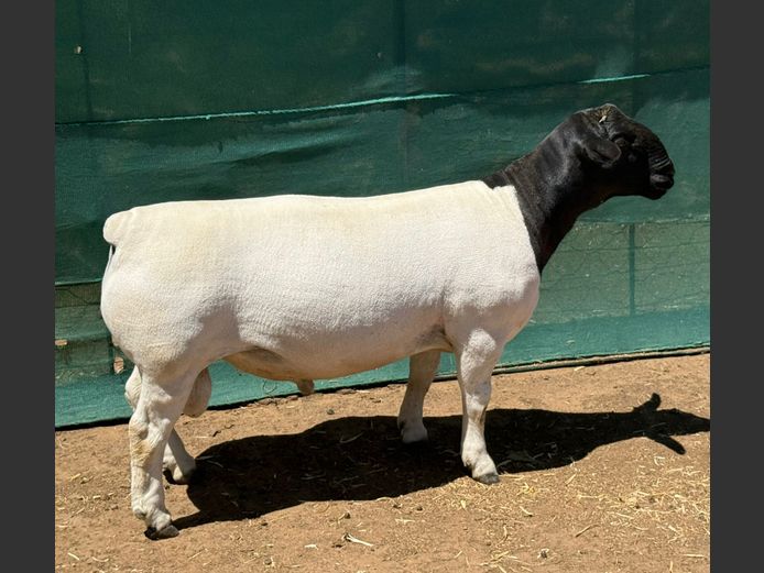 248185 | Ivor Phillips