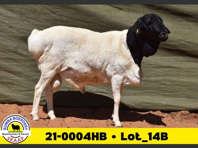 21-0004HB | RUMBA PERSIE