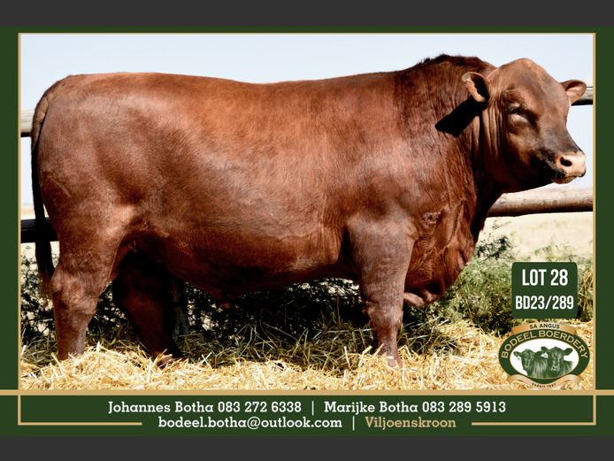 BD 230289 | BODEEL BOERDERY