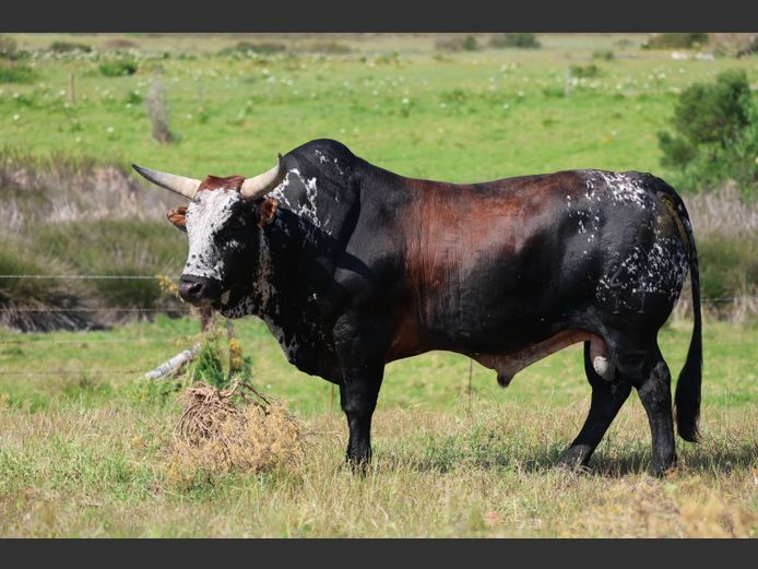 Q 210011 HH | EXSTEEN NGUNI’S & SANGA‘S