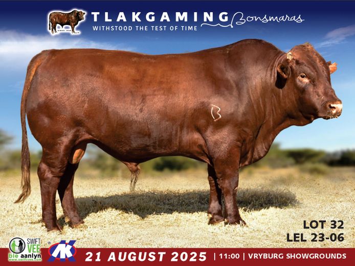 LEL230006 | LEE & SON