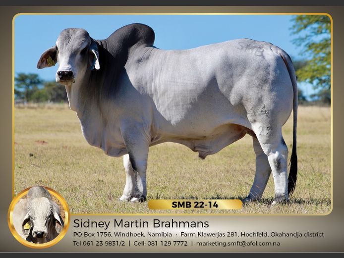22-0014SMB | SIDNEY MARTIN BRAHMANS